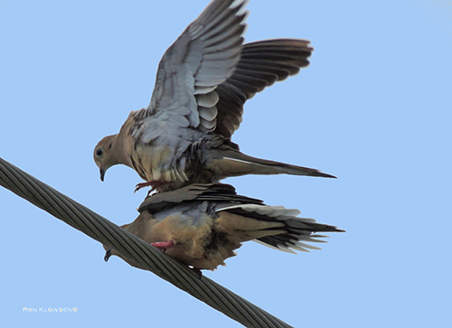 Mourning Doves Mating